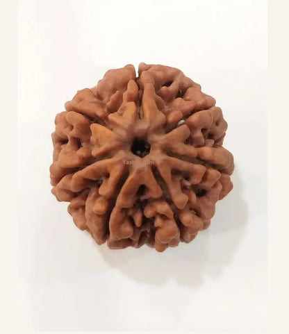 7 Mukhi Rudraksha