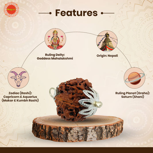 7 Mukhi Rudraksha (Nepali)