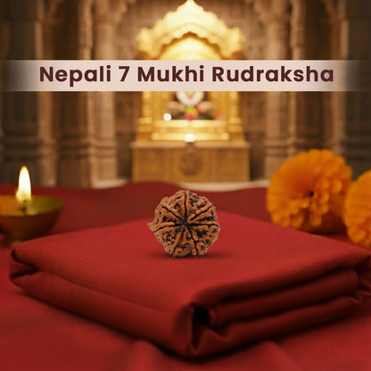 Nepali 7 Mukhi Rudraksha (Lab Certified)