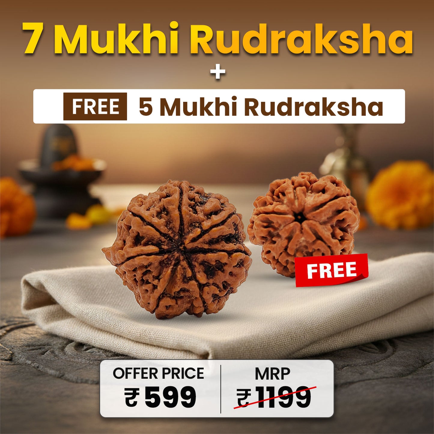 7 Mukhi Nepali Rudraksha with FREE 5 Mukhi Nepali Rudraksha