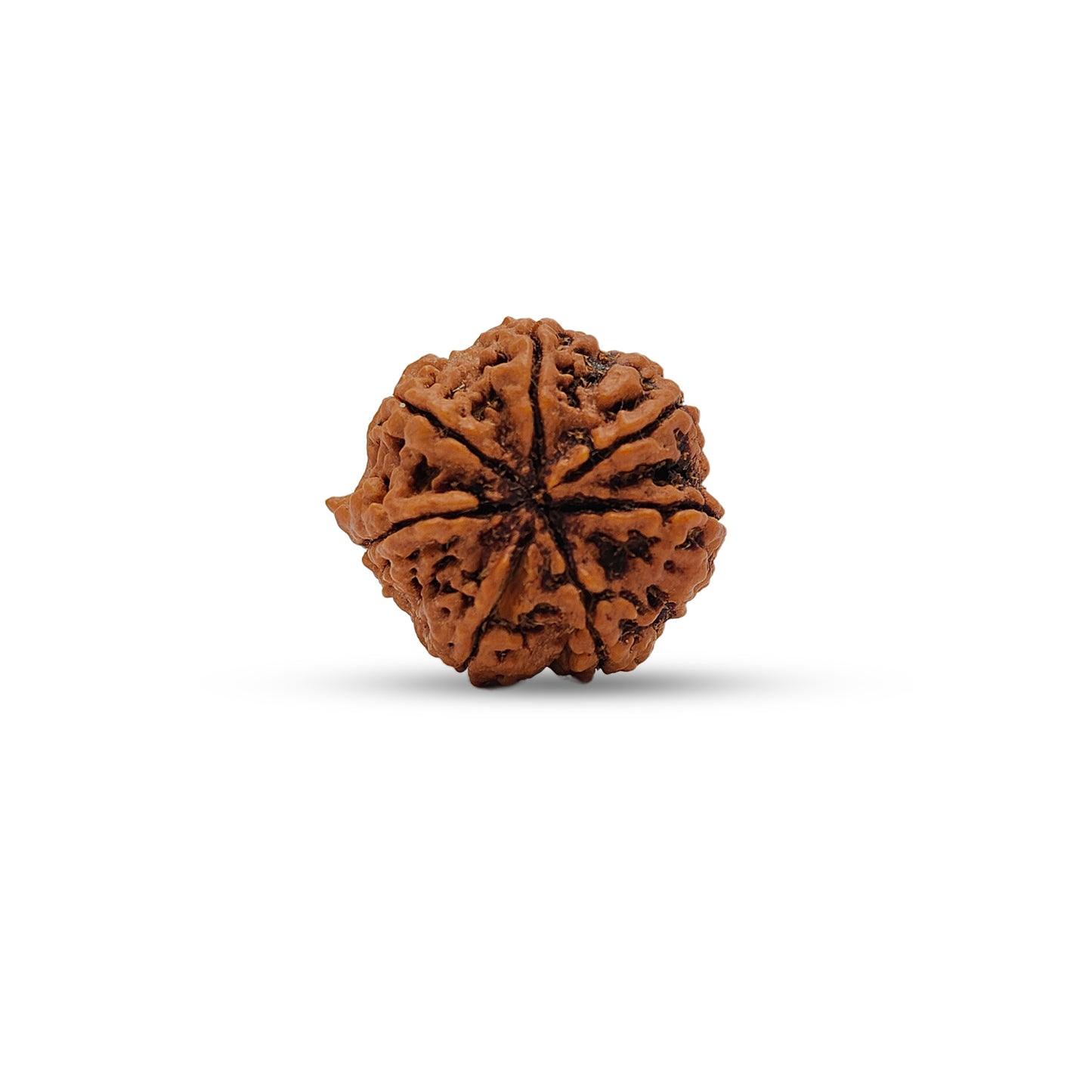 Nepali 7 Mukhi Rudraksha (Lab Certified)