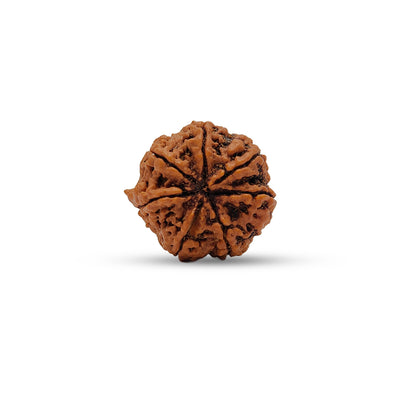 Nepali 7 Mukhi Rudraksha (Lab Certified)