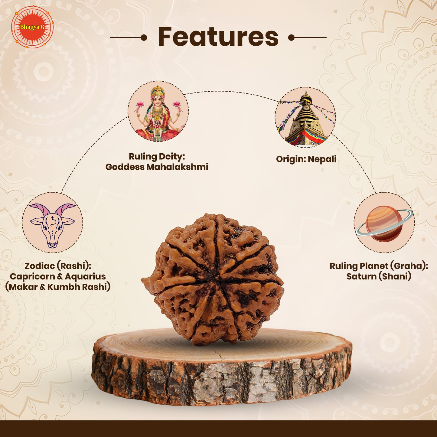 Nepali 7 Mukhi Rudraksha (Lab Certified)