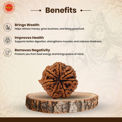 Nepali 7 Mukhi Rudraksha (Lab Certified)