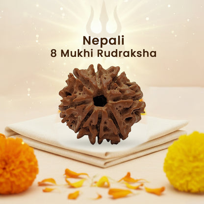 Nepali 8 Mukhi Rudraksha (Lab Certified)