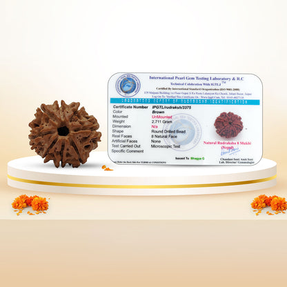 Nepali 8 Mukhi Rudraksha (Lab Certified)