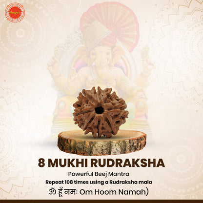 Nepali 8 Mukhi Rudraksha (Lab Certified)