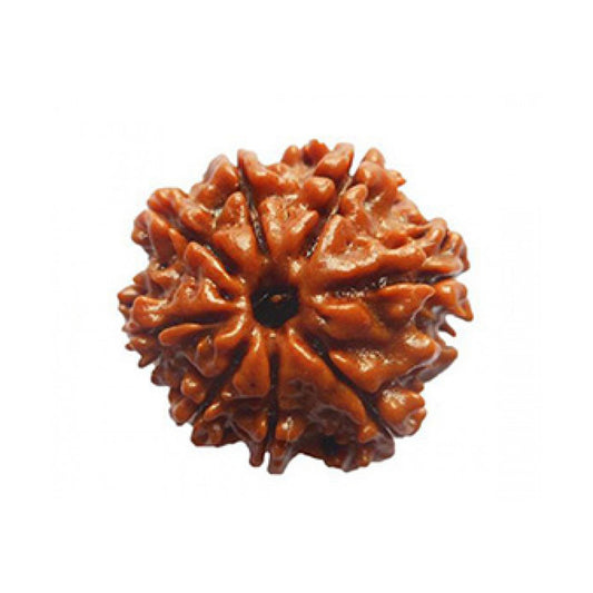 8 Mukhi Rudraksha