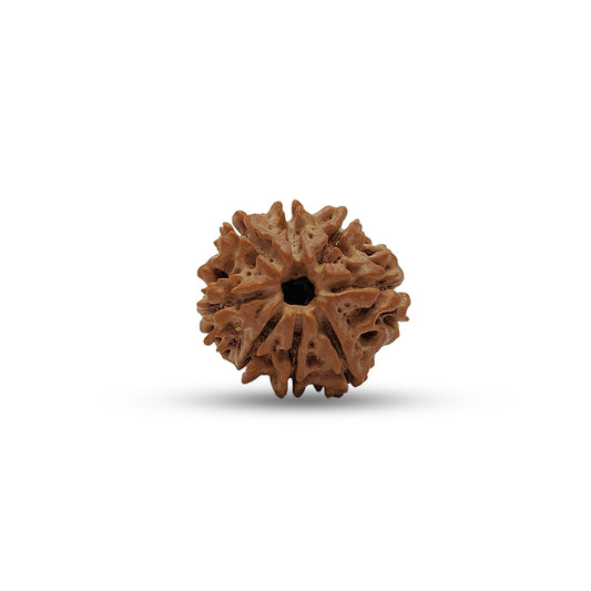 Nepali 8 Mukhi Rudraksha (Lab Certified)