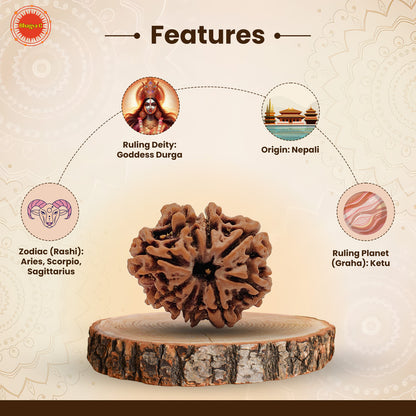 Nepali 9 Mukhi Rudraksha (Lab Certified)