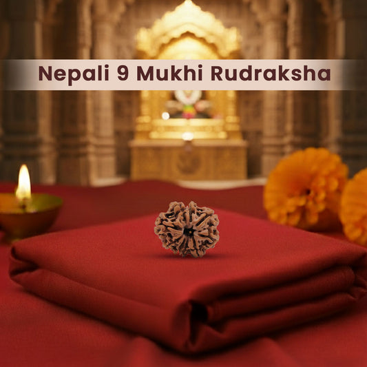 Nepali 9 Mukhi Rudraksha (Lab Certified)