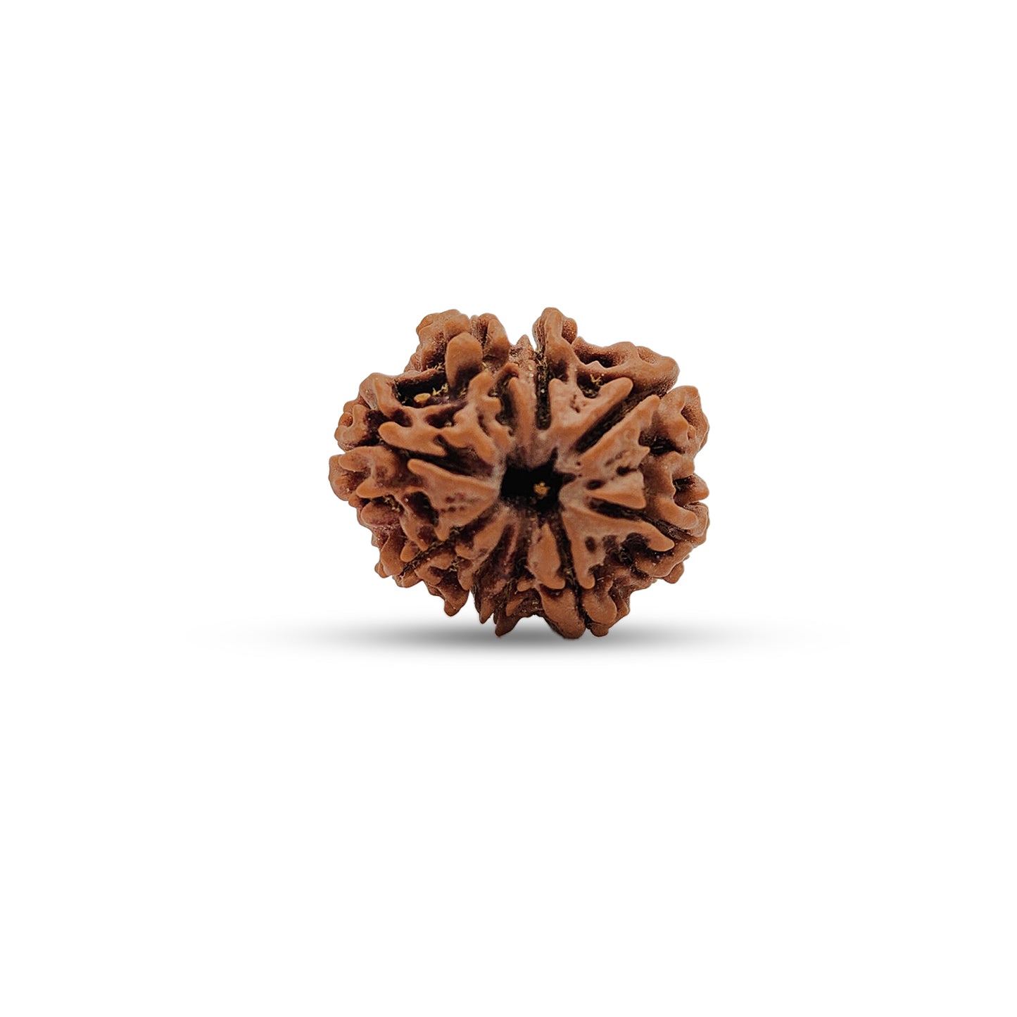 Nepali 9 Mukhi Rudraksha (Lab Certified)