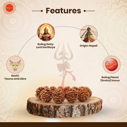 Divine 6 Mukhi Rudraksha Wisdom Bracelet (Nepali)