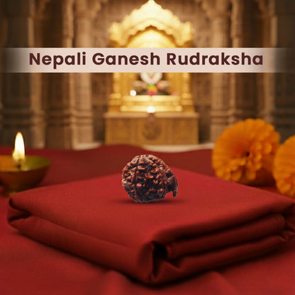 Ganesh Rudraksha (Nepali)