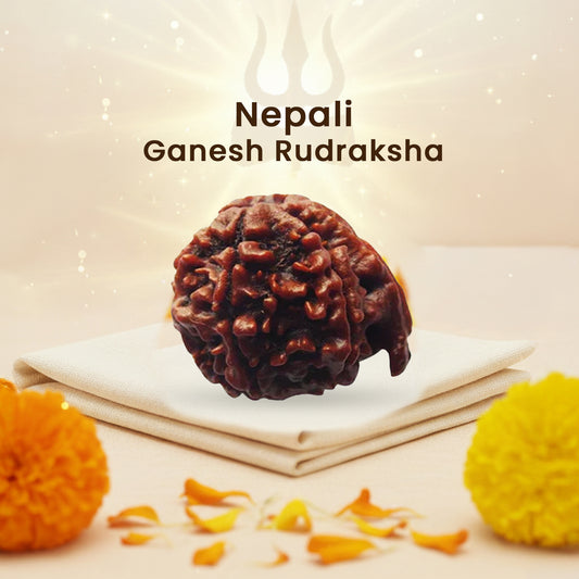 Ganesh Rudraksha (Nepali)