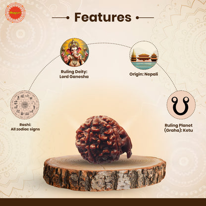 Ganesh Rudraksha (Nepali)