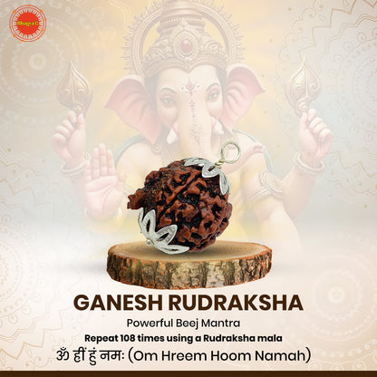 Ganesh Rudraksha (Nepali)