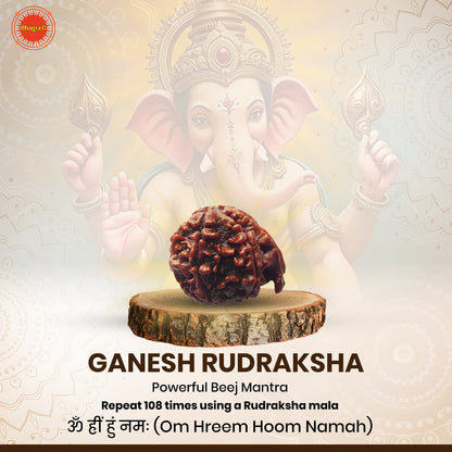 Ganesh Rudraksha (Nepali)