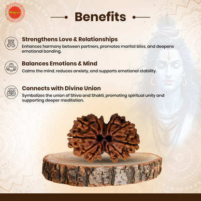 Gauri Shanker Rudraksha (Nepali)