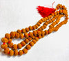 3 Mukhi Rudraksha