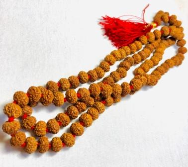 3 Mukhi Rudraksha