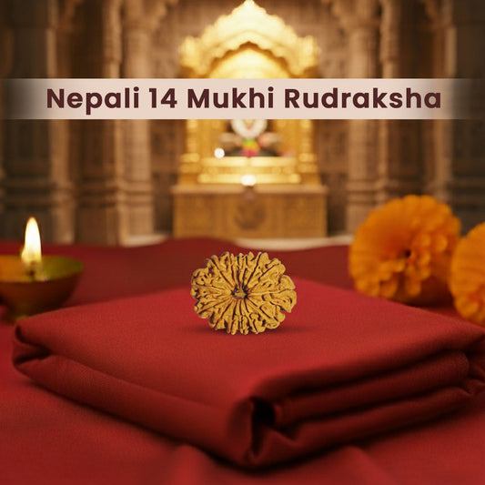 Nepali 14 Mukhi Rudraksha (Lab Certified)