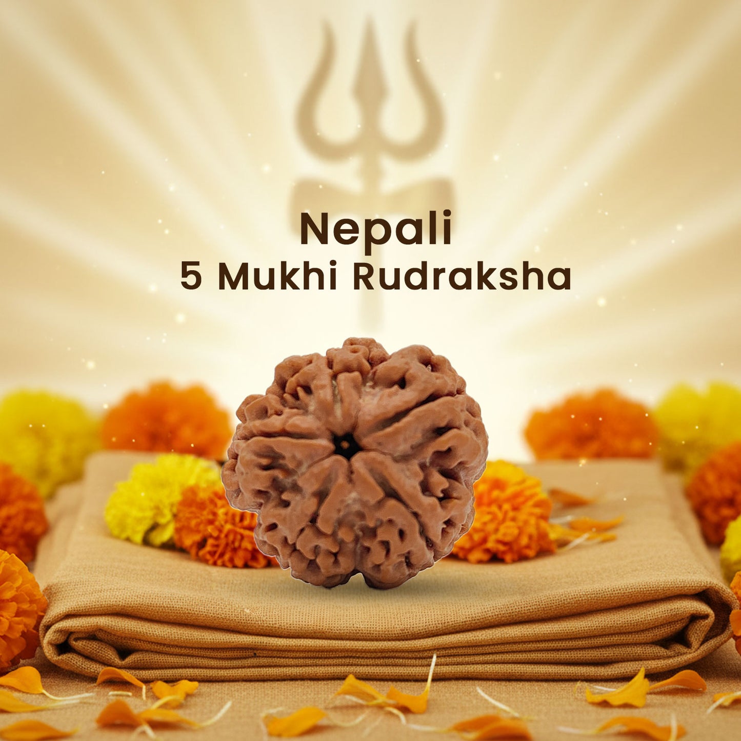 Har Ghar Mein Rudraksha (Blessings at Your Doorstep)  5 Mukhi Rudraksha (5 pcs)