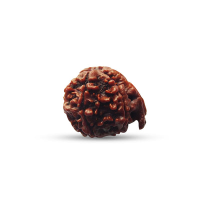 Ganesh Rudraksha (Nepali)