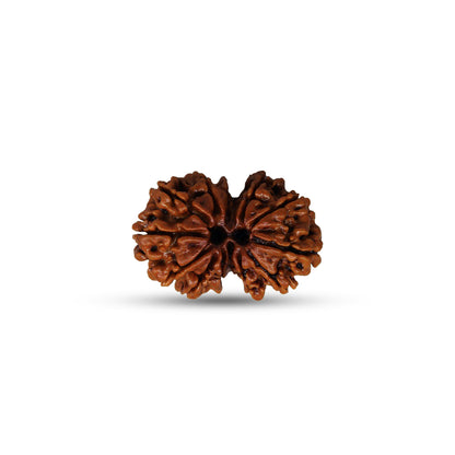 Gauri Shanker Rudraksha (Nepali)
