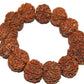 9 Mukhi Rudraksha