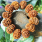 13 Mukhi Rudraksha