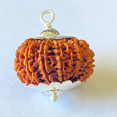 14 Mukhi Rudraksha