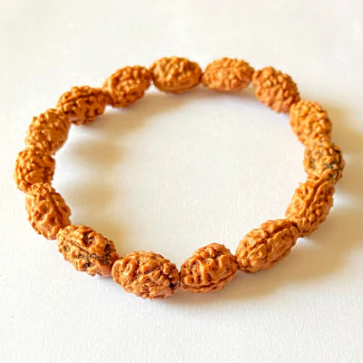 2 Mukhi Rudraksha