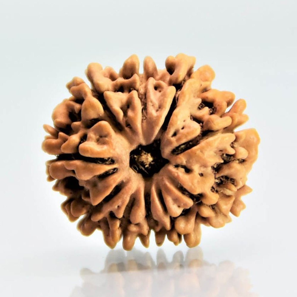 11 MUKHI RUDRAKSHA