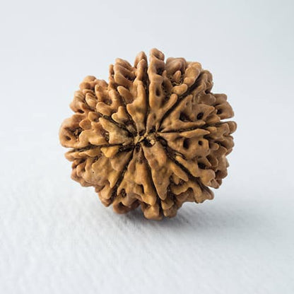 9 Mukhi Rudraksha